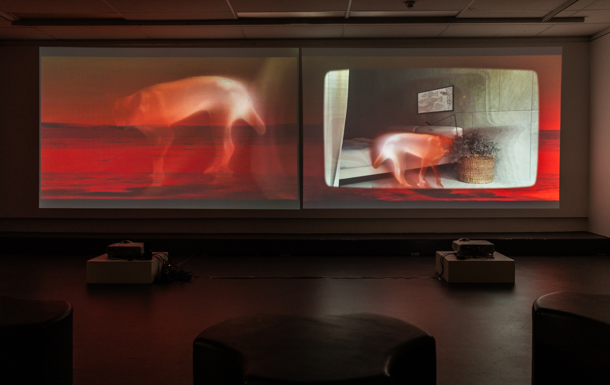 A photograph of a video projection from the Visions of Charles Bonnet Syndrome exhibition. The image shows Participant Thirty-nine - Nalda's vision of a Dingo in her bedroom.
