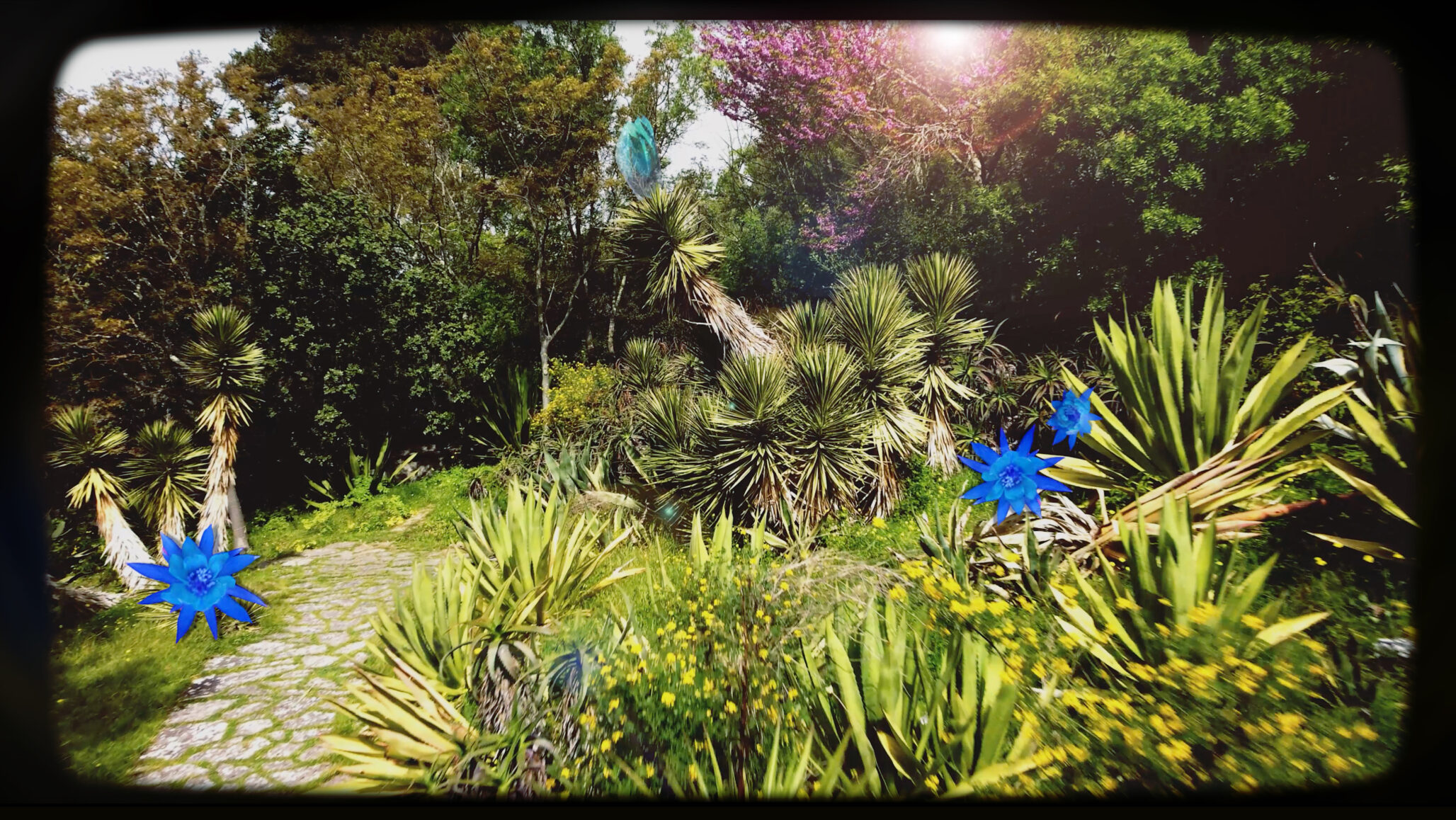 Link to Participant twenty-three's private page. A picture of a garden with cactus, adorned with vibrant sapphire blooms - blue, my favourite colour. These fluorescent blossoms are out of place in my yard; cacti don't typically bloom in blue. The flora paints an unexpected scene, as if nature has gone that step too far into cerulean paint to surprise us all.